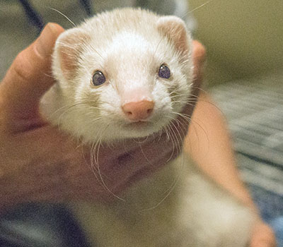 Volunteer Opening Critter Cuddling crop