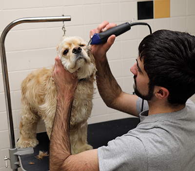 Volunteer Opening Groomer crop