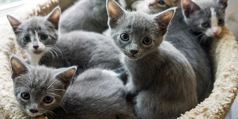 Basket of grey kittens