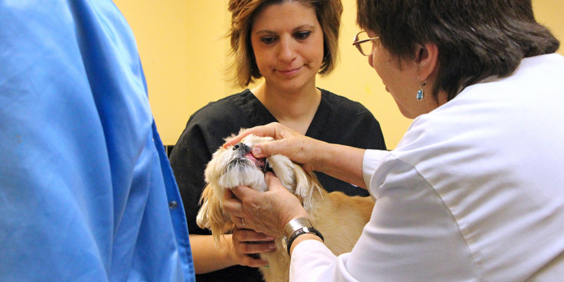 Dog getting a veterinary exam