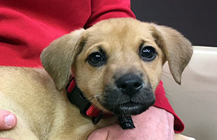 brown puppy