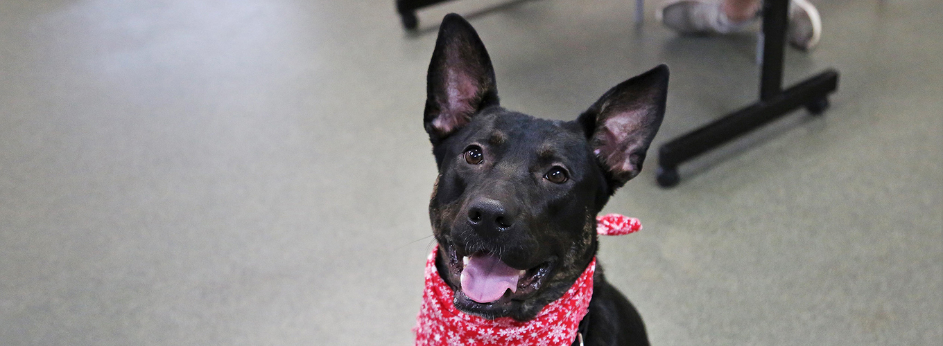 Youth Programs Connecticut Humane Society