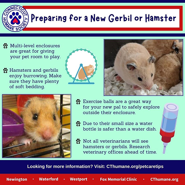 Hamster Health & Welfare Tips