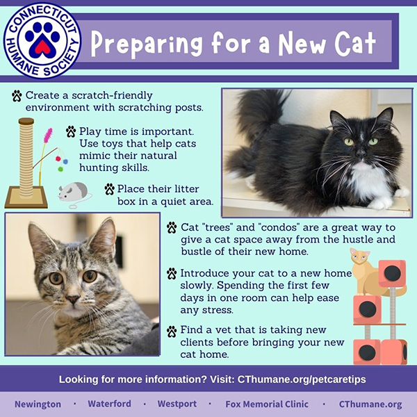 How to bring an outside cat indoors  The Humane Society of the United  States