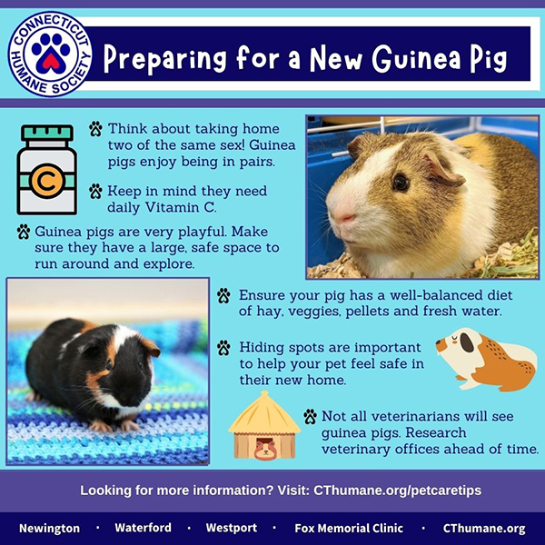 Tamil Pig Andisex Videos - Get Prepped for Your New Guinea Pig â€“ Connecticut Humane Society