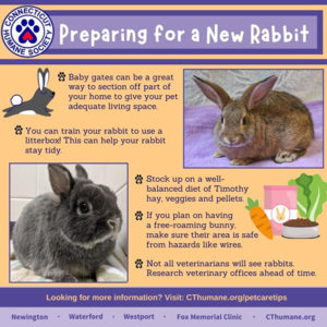 Get Prepped for Your New Rabbit – Connecticut Humane Society