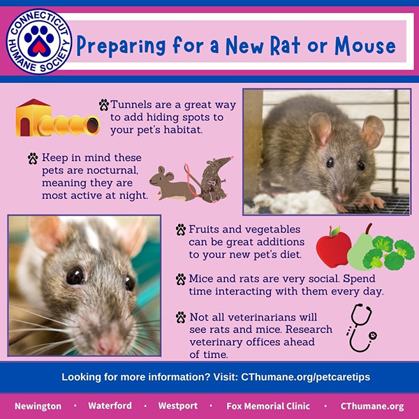 Get Prepped for Your New Rat or Mouse – Connecticut Humane Society