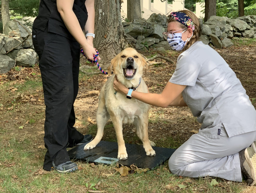 Veterinary Care Connecticut Humane Society