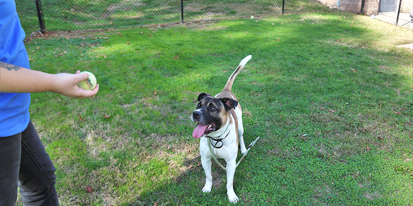 Dog Park