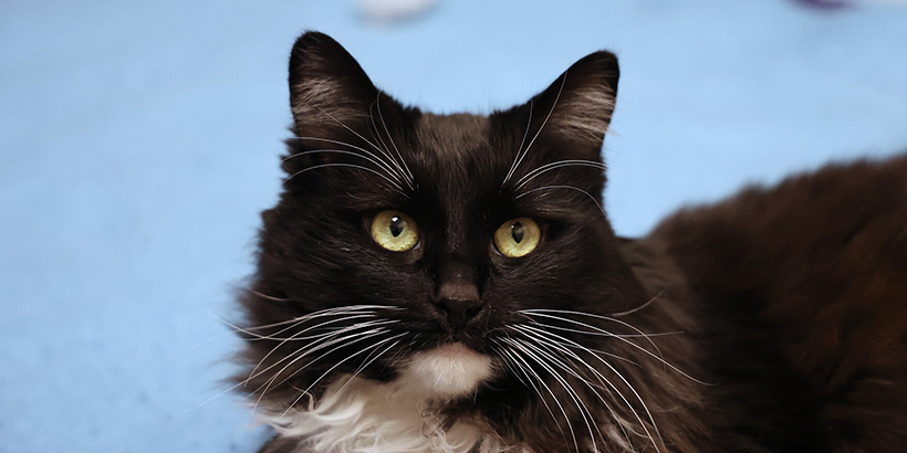 Freewill cat story page