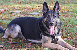 Luke for Sniffer homepage
