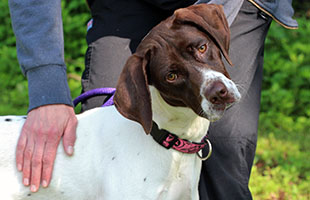 2019 july pettalk home page