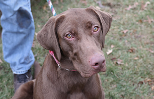 2022 Paws Claws 5k home