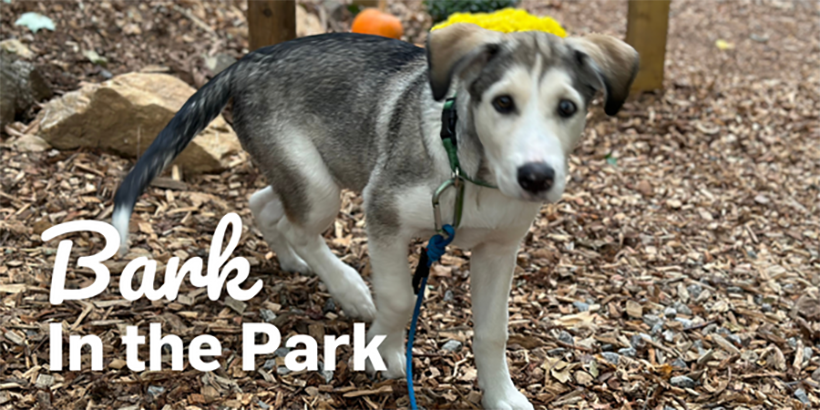 bark in the park 2022