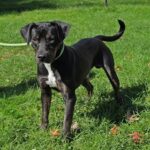 Cedar A51312139