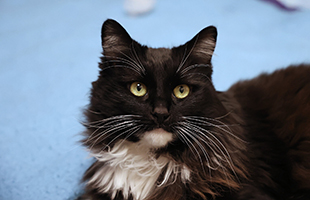 Freewill cat homepage