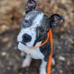 Draco A0052024502