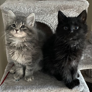 Nickel and Patch success story page