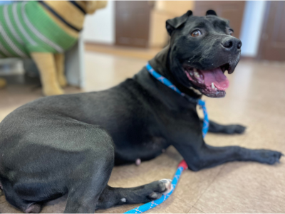 Lola Rescue Partners Page (Website) CROP