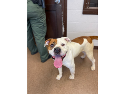 Bessie (Rescue Partners)