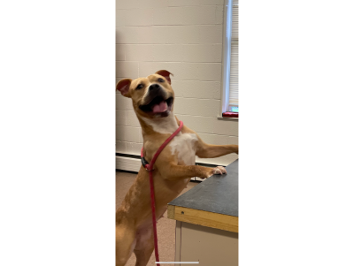 Brenda (Rescue Partners)