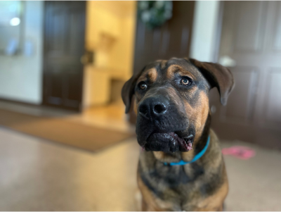 Jethro (Rescue Partners)