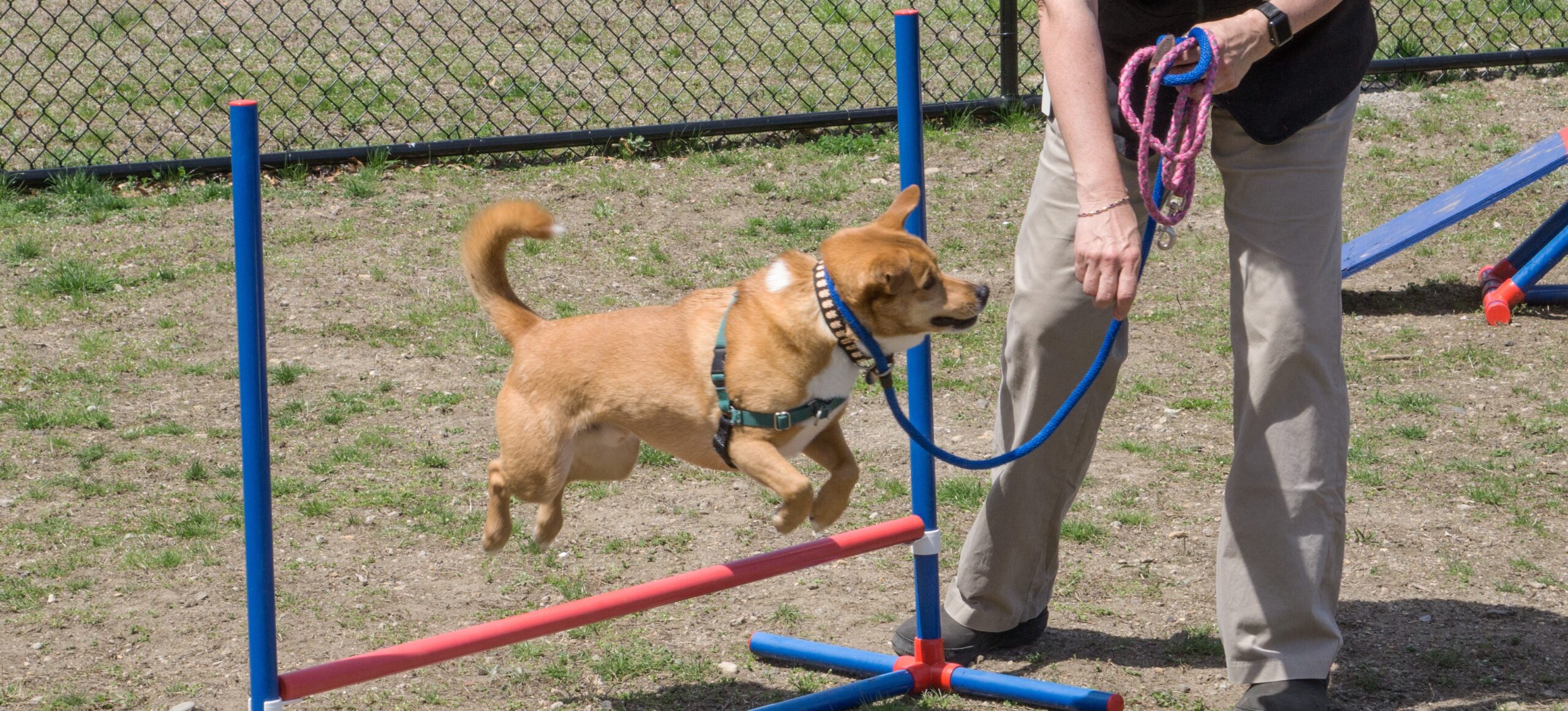 Humane Raning Training Classes for Your New Pet – Connecticut Humane Society