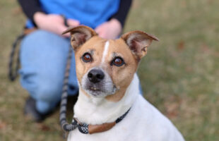 George - Strutt Your Mutt