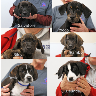 Italian pups