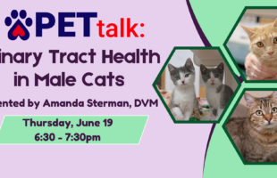 PETtalk UTI Cats, June 2025 (4)