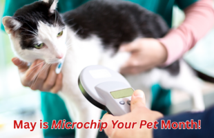 microchip your pet month