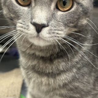 Alfalfa Alfalfa