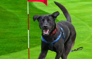 Birdies for Charity - Website