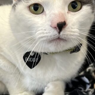 Buddy Buddy