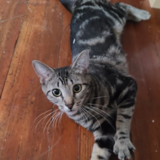 Lila Lila