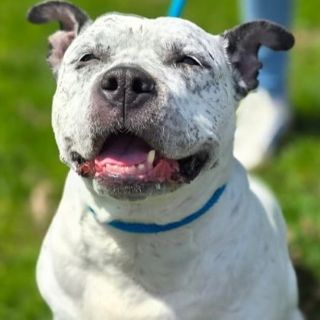 Peppa A56612906