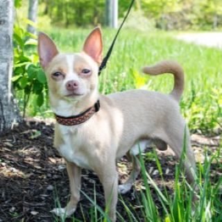 Rocky A58343276