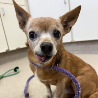 Sweetheart A58536155