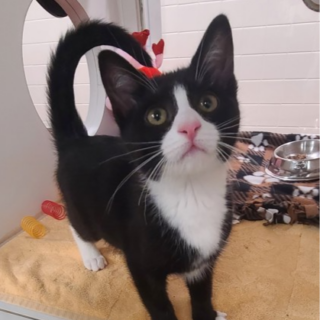 Tux Tux