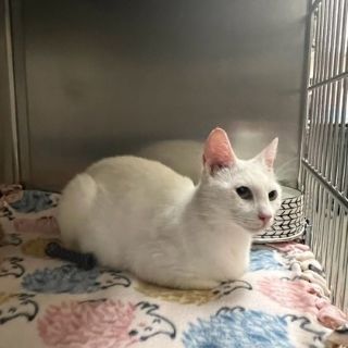 Blanca A58795701