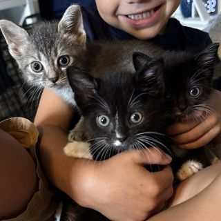 DC Kittens