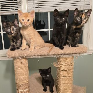 Owl's babies