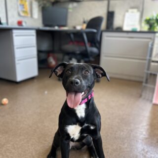 Penelope Penelope