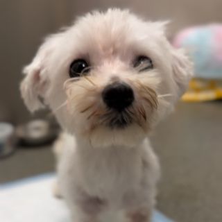 rosie