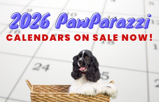2025 homepage buttons