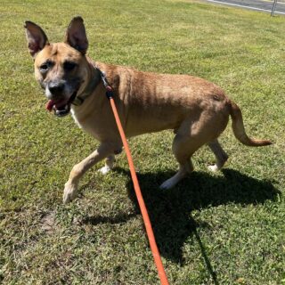 Shelby - East Windsor Animal Shelter