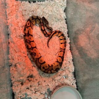 Ball Python Ball Python