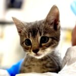 Kratos a59542551
