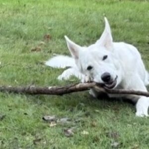 Max A59634740