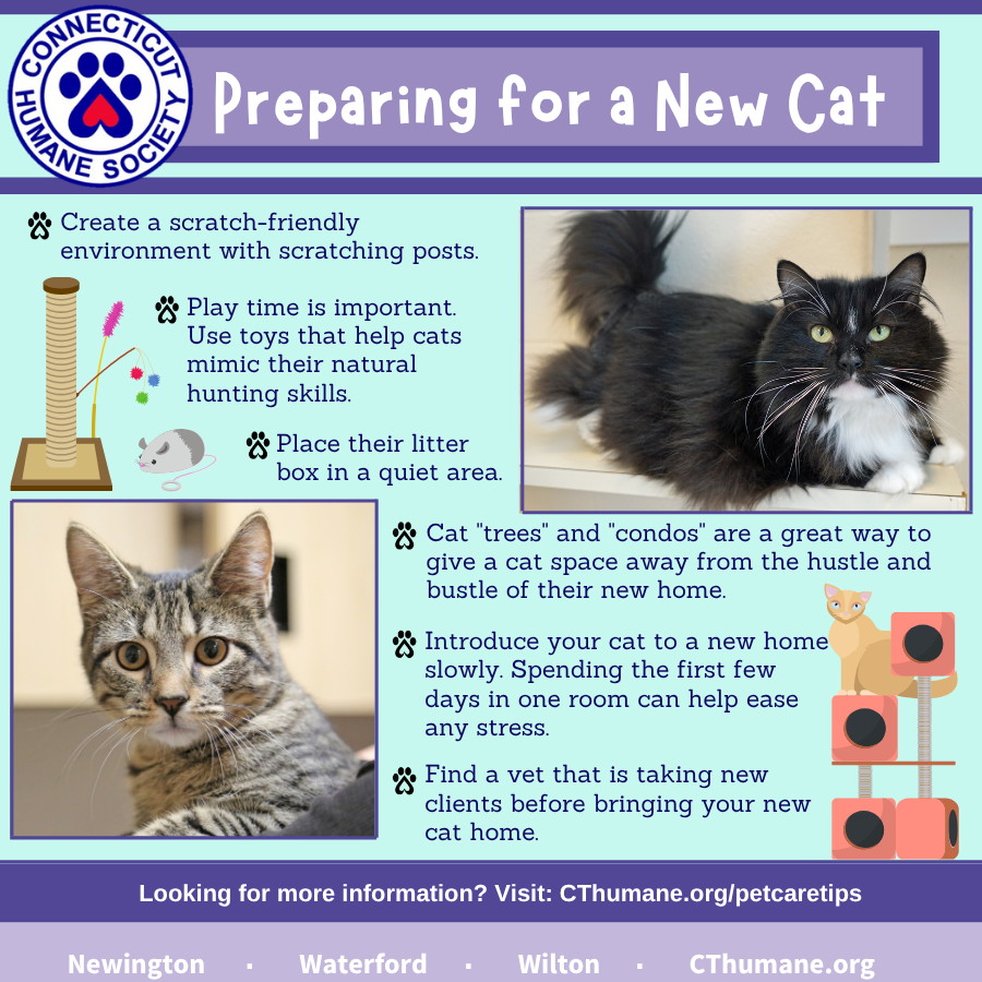 Prep for Cat - Updated 10.2025